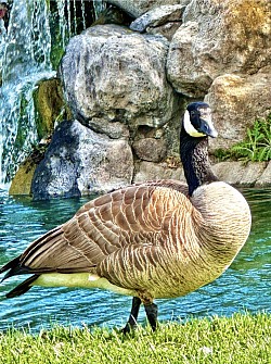 A majestic Canadian goose basks in the lush green grass near a cascading pond, preparing for its upcoming northward migration.  California Apostille Service www.CaliforniaApostille.US